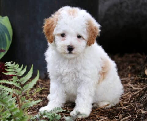 Jasper Cavapoo