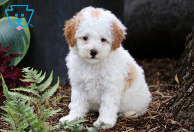 Jasper Cavapoo image