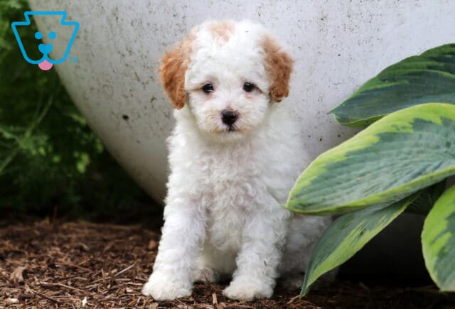 Jasper Cavapoo2 image