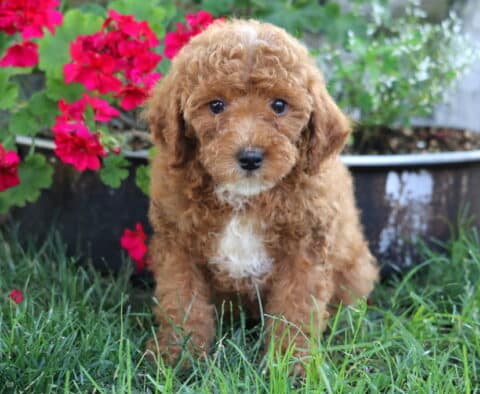 Jayla Mini Poodle