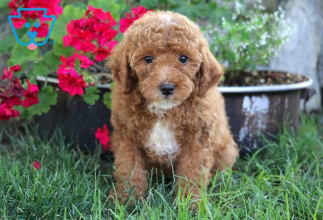 Jayla Mini Poodle image