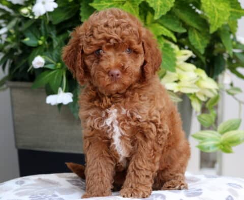 Mini Goldendoodle puppy with a rich apricot curly coat and a white patch on the chest, sitting upright on a patterned blanket with lush green and white flowers in the background.