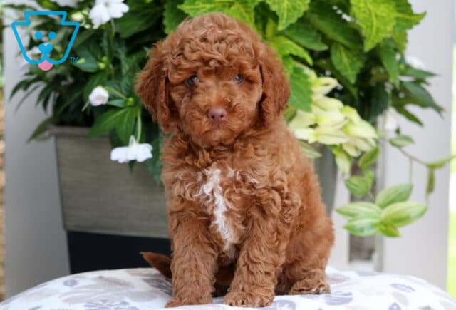 Mini Goldendoodle puppy with a rich apricot curly coat and a white patch on the chest, sitting upright on a patterned blanket with lush green and white flowers in the background. image