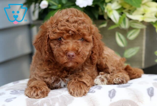 Mini Goldendoodle puppy with a soft, curly apricot coat and faint white markings on the chest, lying on a patterned blanket with green and white foliage in the background. image