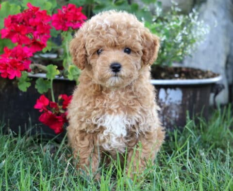 Jazzy Mini Poodle