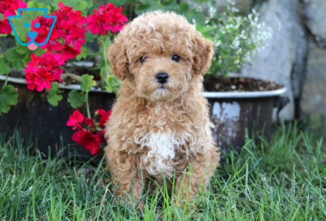 Jazzy Mini Poodle image