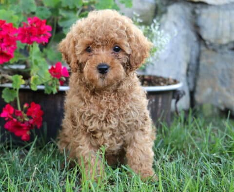 Jelly Bean Mini Poodle