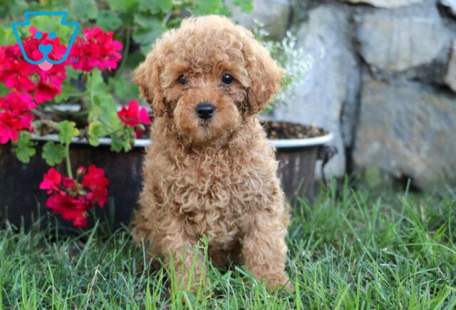 Jelly Bean Mini Poodle image