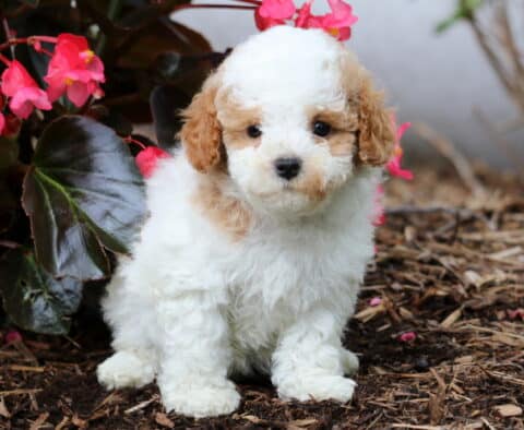 Jenna Cavapoo