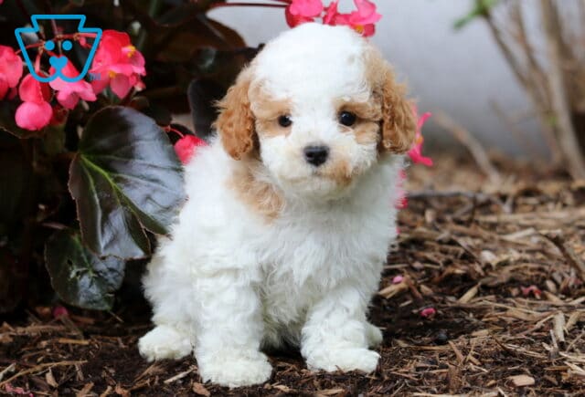 Jenna Cavapoo image