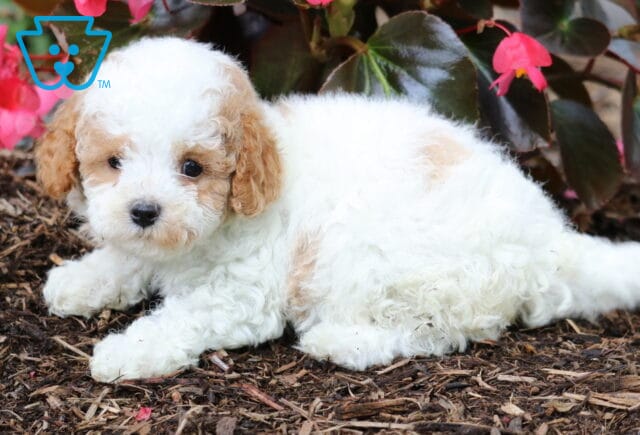 Jenna Cavapoo2 image
