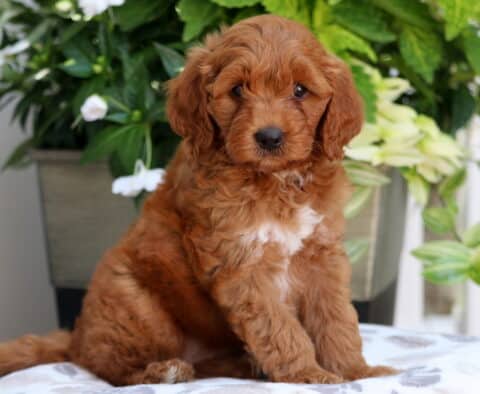 Mini Goldendoodle puppy with a soft, wavy apricot coat and white markings on the chest, sitting sweetly on a patterned blanket with lush green foliage and white flowers in the background.
