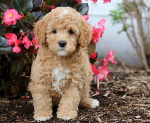 Jet Cavapoo