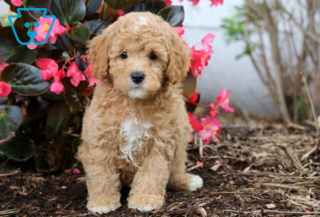 Jet Cavapoo image