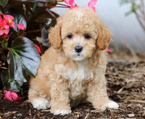 Jill Cavapoo