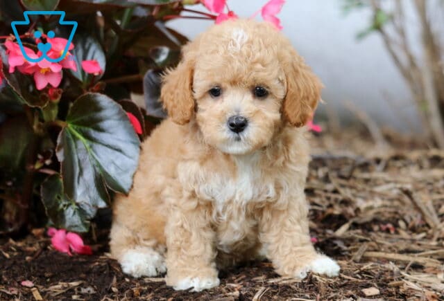 Jill Cavapoo image
