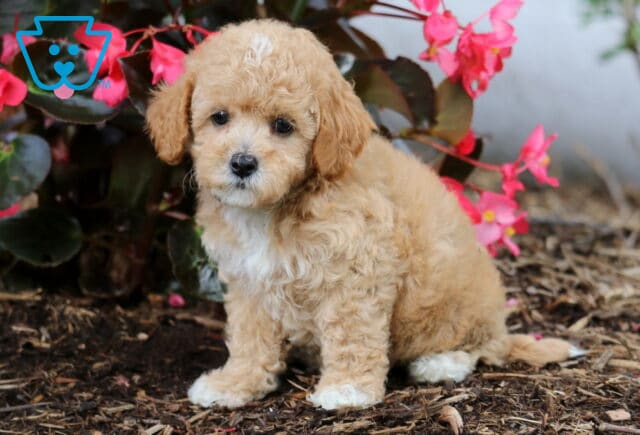 Jill Cavapoo2 image