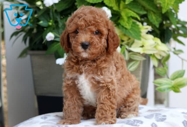 Mini Goldendoodle puppy with a rich reddish-brown curly coat and a white chest patch, sitting alertly on a soft patterned blanket with lush green plants and white flowers in the background. image