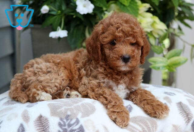 Mini Goldendoodle puppy with a rich reddish-brown curly coat and white chest markings, lying on a soft patterned blanket in front of green plants and white flowers. image