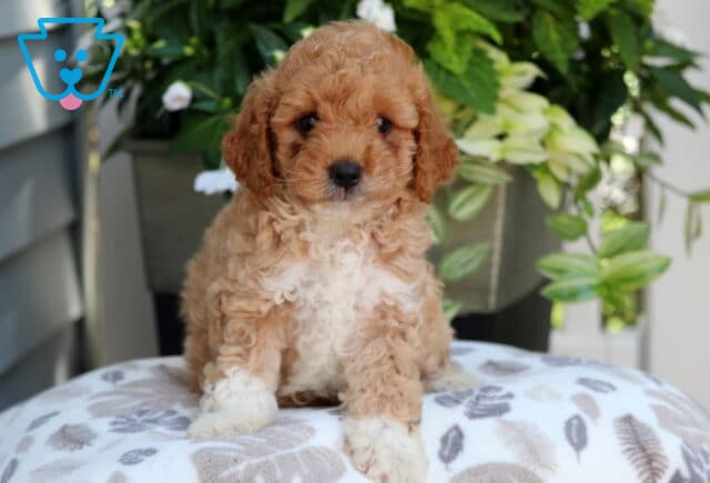 Fluffy Mini Goldendoodle puppy with a light apricot and cream curly coat, sitting on a leaf-patterned blanket in front of a planter filled with green leaves and white flowers. image