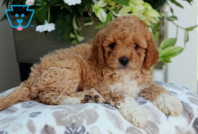Mini Goldendoodle puppy with a soft apricot coat and white markings on the chest and paws, lying on a leaf-patterned blanket with green and white flowers in the background. image