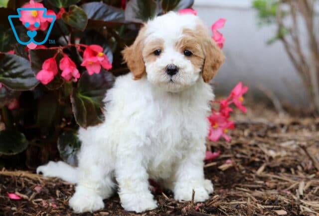 Jojo Cavapoo image