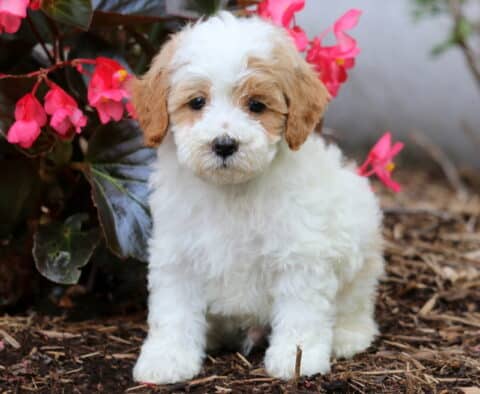 Jojo Cavapoo2