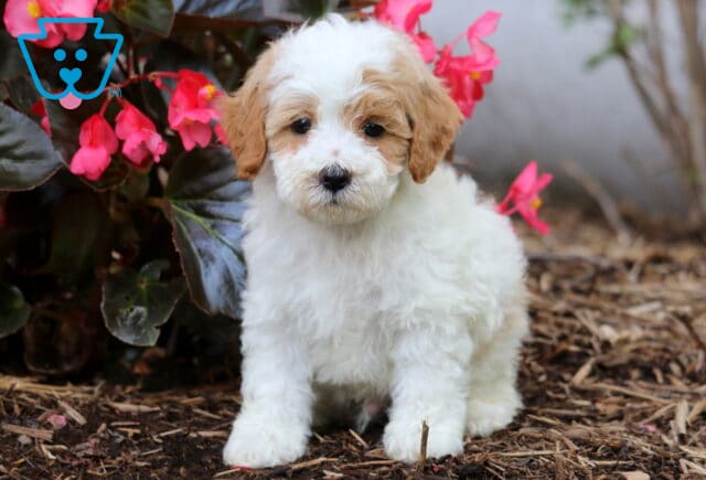 Jojo Cavapoo2 image