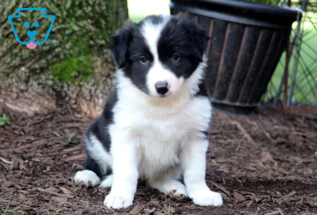 Jolene Border Collie image