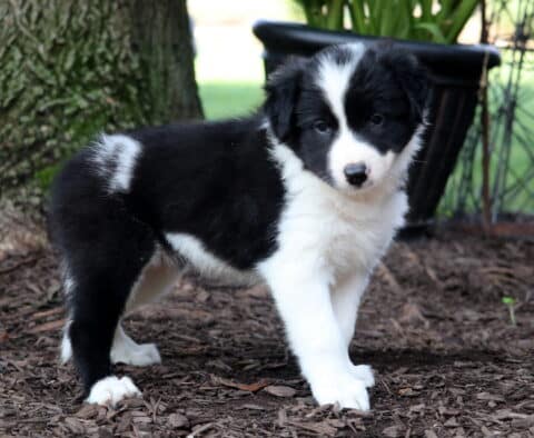 Jolene Border Collie2