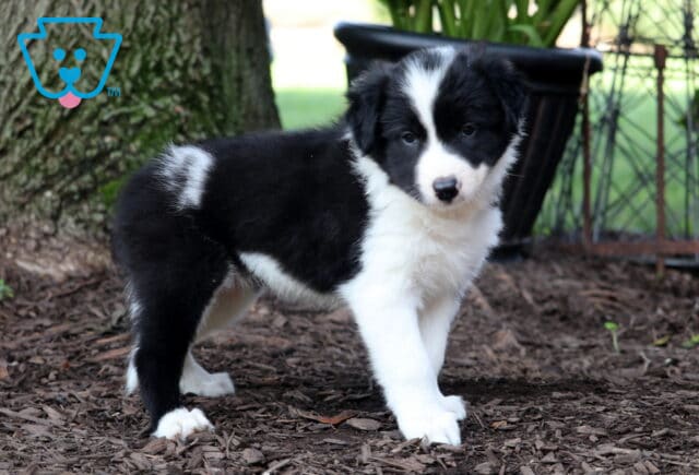 Jolene Border Collie2 image