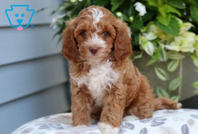 Mini Goldendoodle puppy with a rich red and white coat, featuring a white blaze on the face and chest, sitting on a light-patterned blanket with leafy greenery and white flowers in the background. image