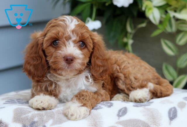 Mini Goldendoodle puppy with a soft red and white coat, lying down with white-tipped paws and a white blaze on the face, resting on a cream-patterned blanket with green foliage and white flowers in the background. image