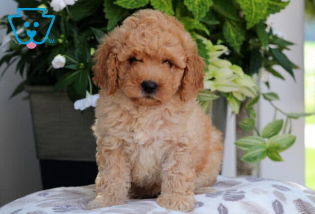 Mini Goldendoodle puppy with a fluffy, light apricot curly coat, sitting upright on a patterned blanket in front of a lush green and white floral backdrop. image