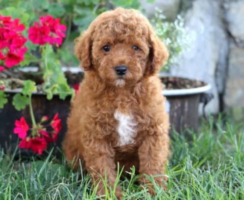 Juliet Mini Poodle