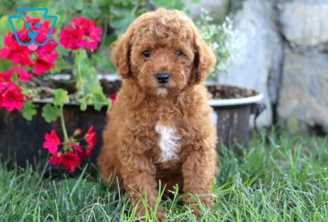 Juliet Mini Poodle image