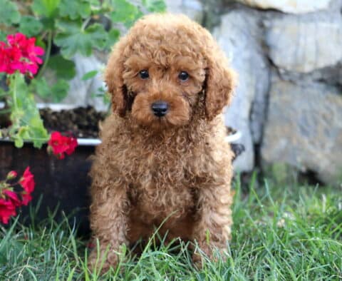 Junior MIni Poodle