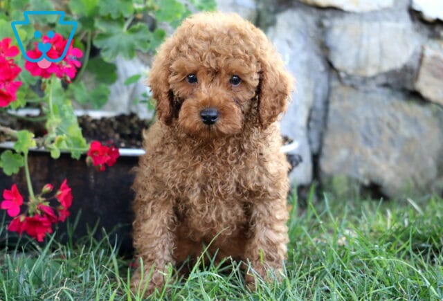Junior MIni Poodle image
