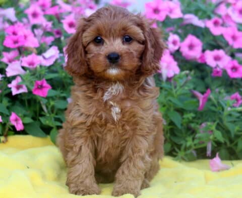 Cavapoo puppy with fluffy reddish fur and white markings on the chest sitting on a yellow blanket, surrounded by blooming pink petunias.