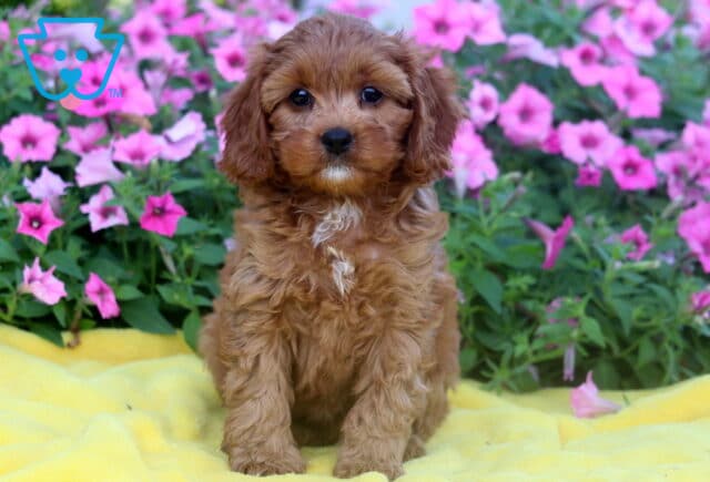 Cavapoo puppy with fluffy reddish fur and white markings on the chest sitting on a yellow blanket, surrounded by blooming pink petunias. image