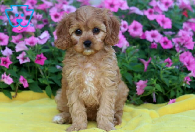 Light red Cavapoo puppy with soft curls and white paws sitting on a yellow blanket, backed by a garden of bright pink flowers. image