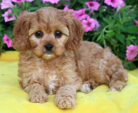 Curly-coated Cavapoo puppy with light red fur and white accents resting on a yellow blanket, with a backdrop of pink petunias and green leaves.