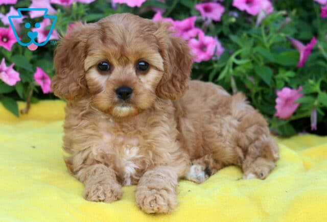 Curly-coated Cavapoo puppy with light red fur and white accents resting on a yellow blanket, with a backdrop of pink petunias and green leaves. image