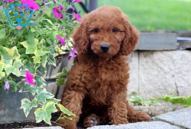 Curly red Mini Goldendoodle puppy sitting beside a planter full of green ivy and bright pink flowers. image