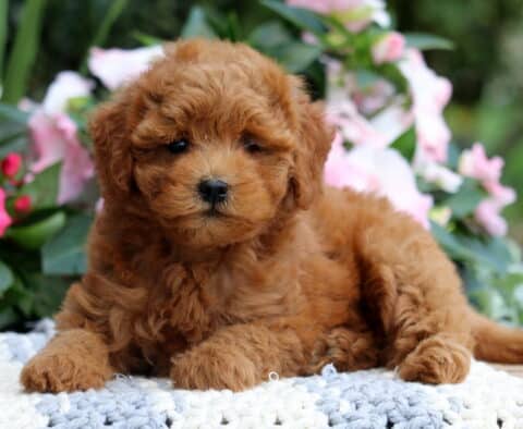 Kelsey Mini Goldendoodle