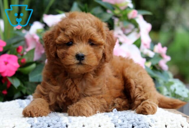 Kelsey Mini Goldendoodle image