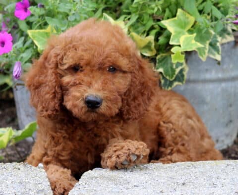 Kelsey Mini Goldendoodle2