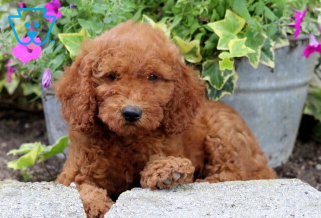Adorable red Mini Goldendoodle puppy lying on a stone ledge in front of a metal planter overflowing with green ivy and pink flowers. image
