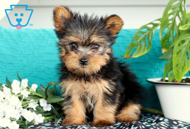 Fluffy Yorkie puppy with expressive dark eyes and tousled black and tan fur sitting sweetly near white flowers and a potted green plant, with a bright turquoise background behind. image
