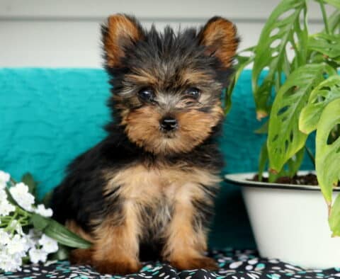 Kelsey Yorkie2